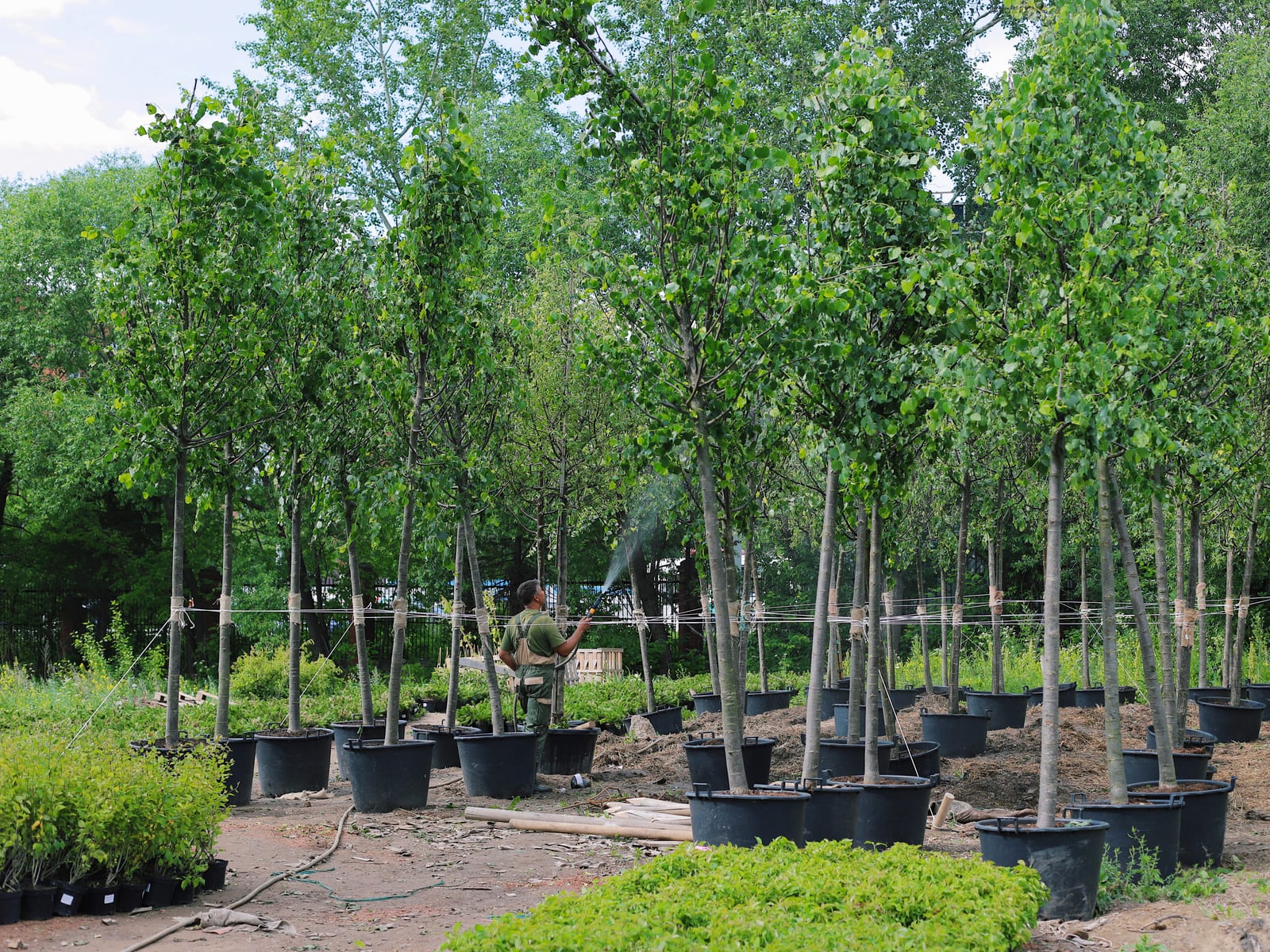 Planting and material detail